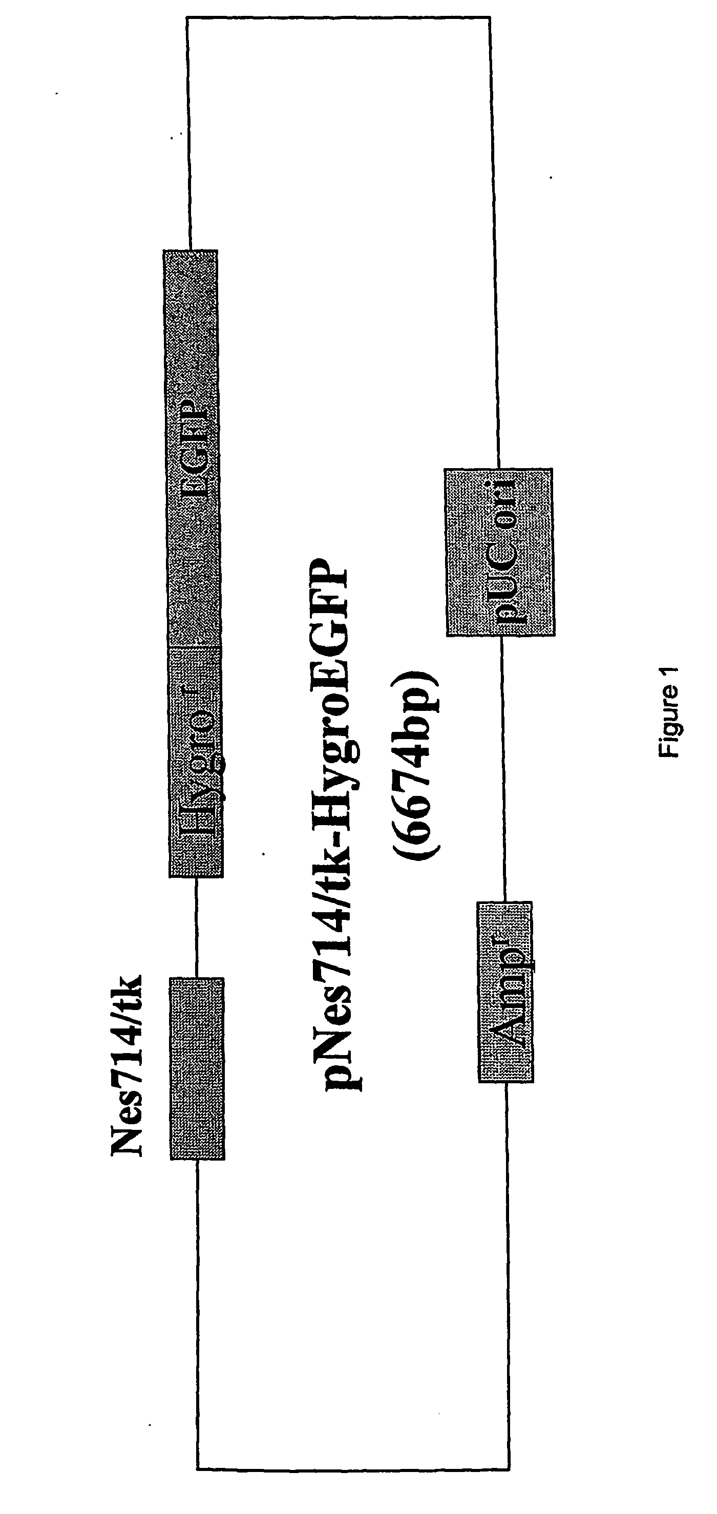 Promoters to control cell differentiation