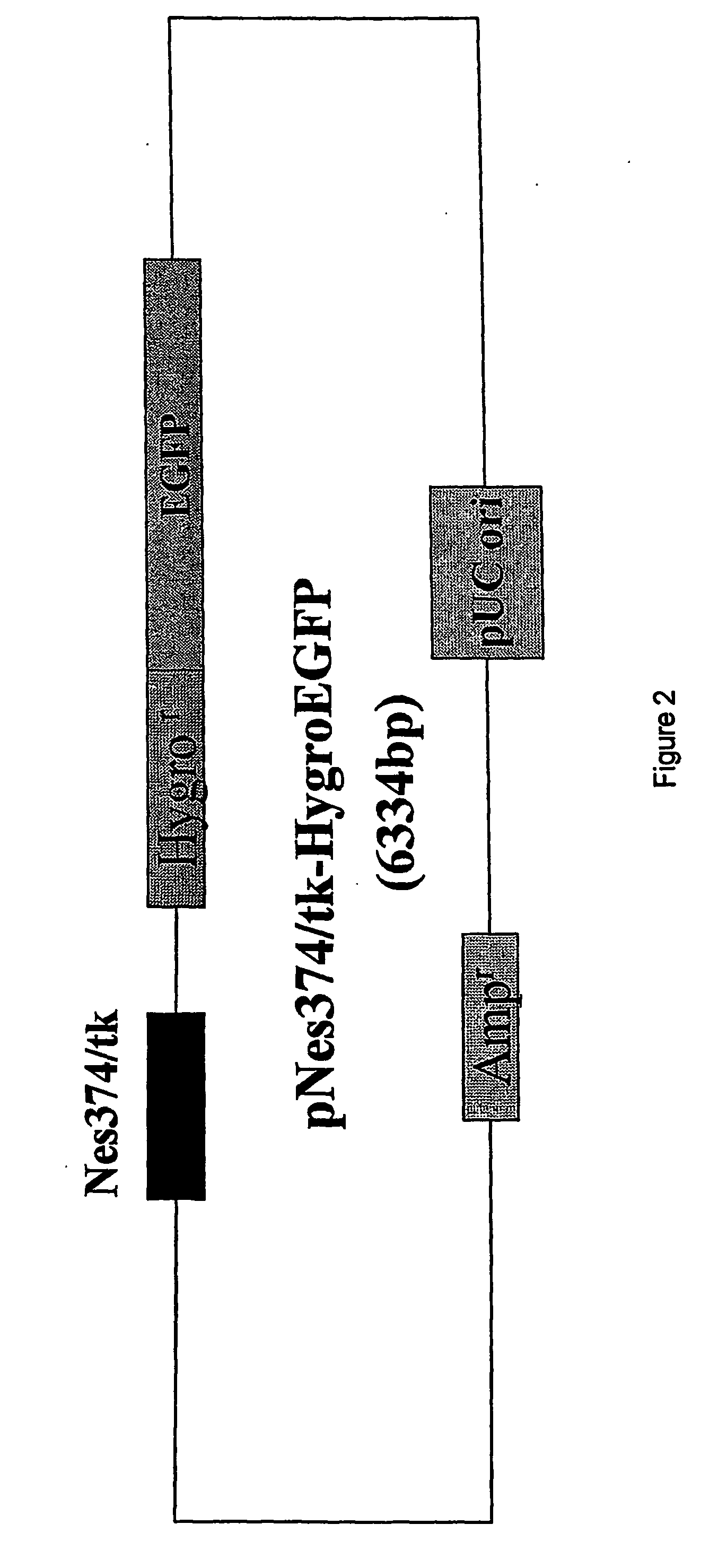 Promoters to control cell differentiation