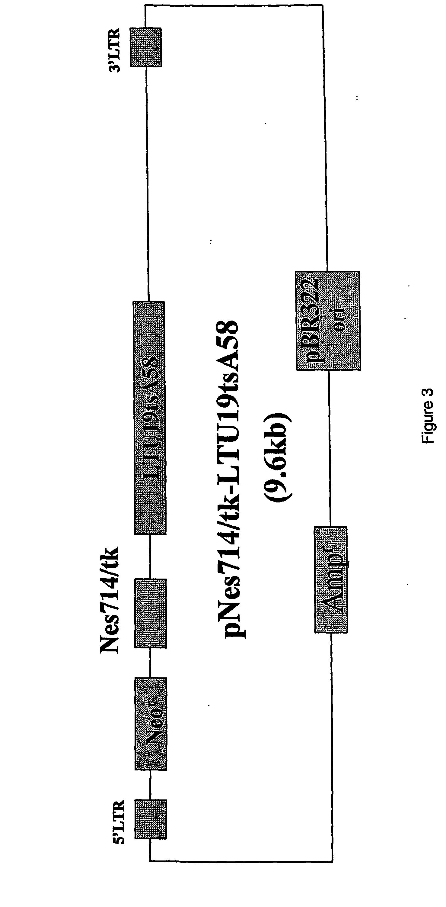 Promoters to control cell differentiation