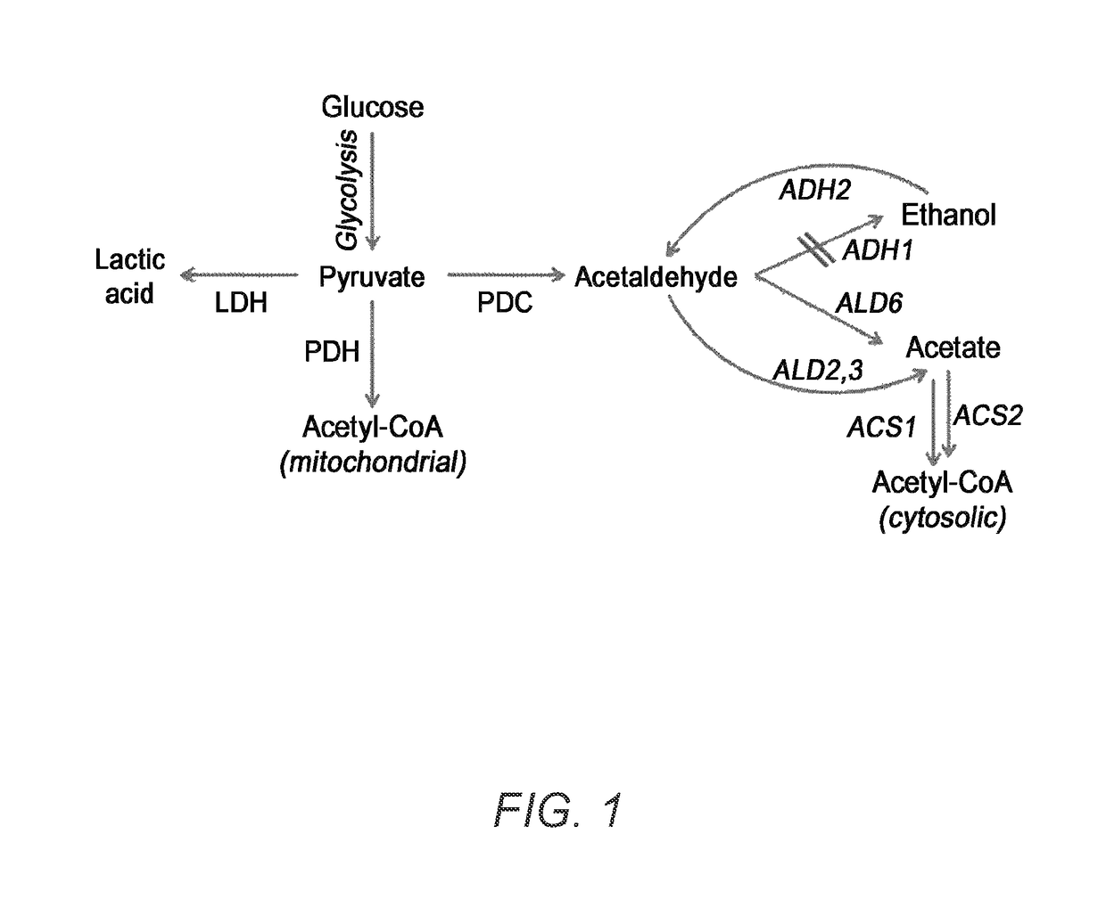 Microorganism having enhanced productivity of lactic acid and a process for producing lactic acid using the same