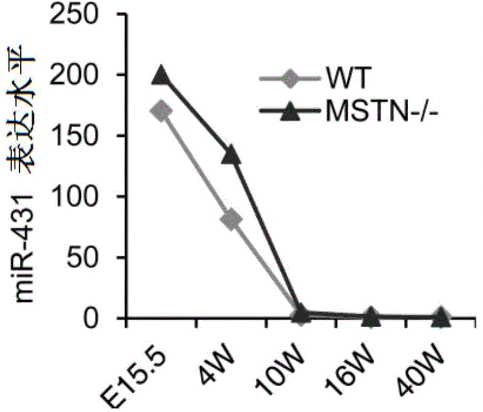 Uses of miR-431 in preparation of muscular disease treatment medicines