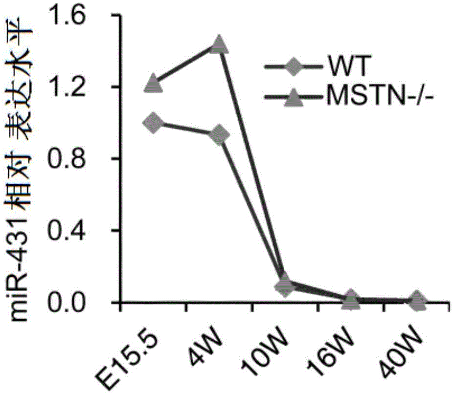 Uses of miR-431 in preparation of muscular disease treatment medicines