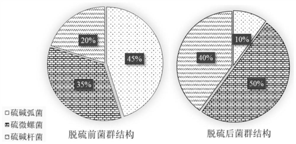 Halophilic and basophilic sulfur oxidation complex microbial inoculant as well as preparation method and application thereof in biological desulfurization