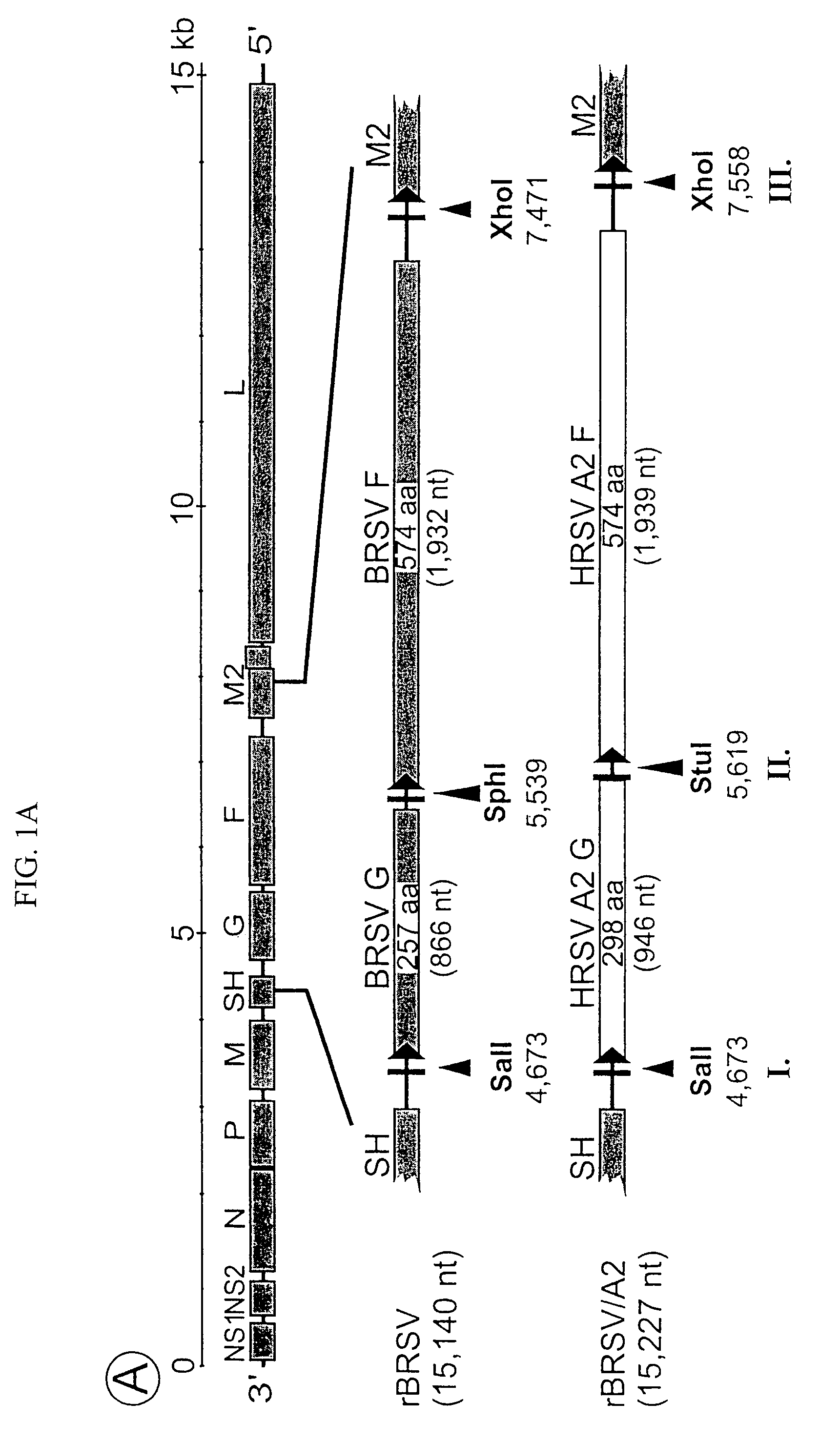 Production of attenuated, human-bovine chimeric respiratory syncytial viruses for use in immunogenic compositions