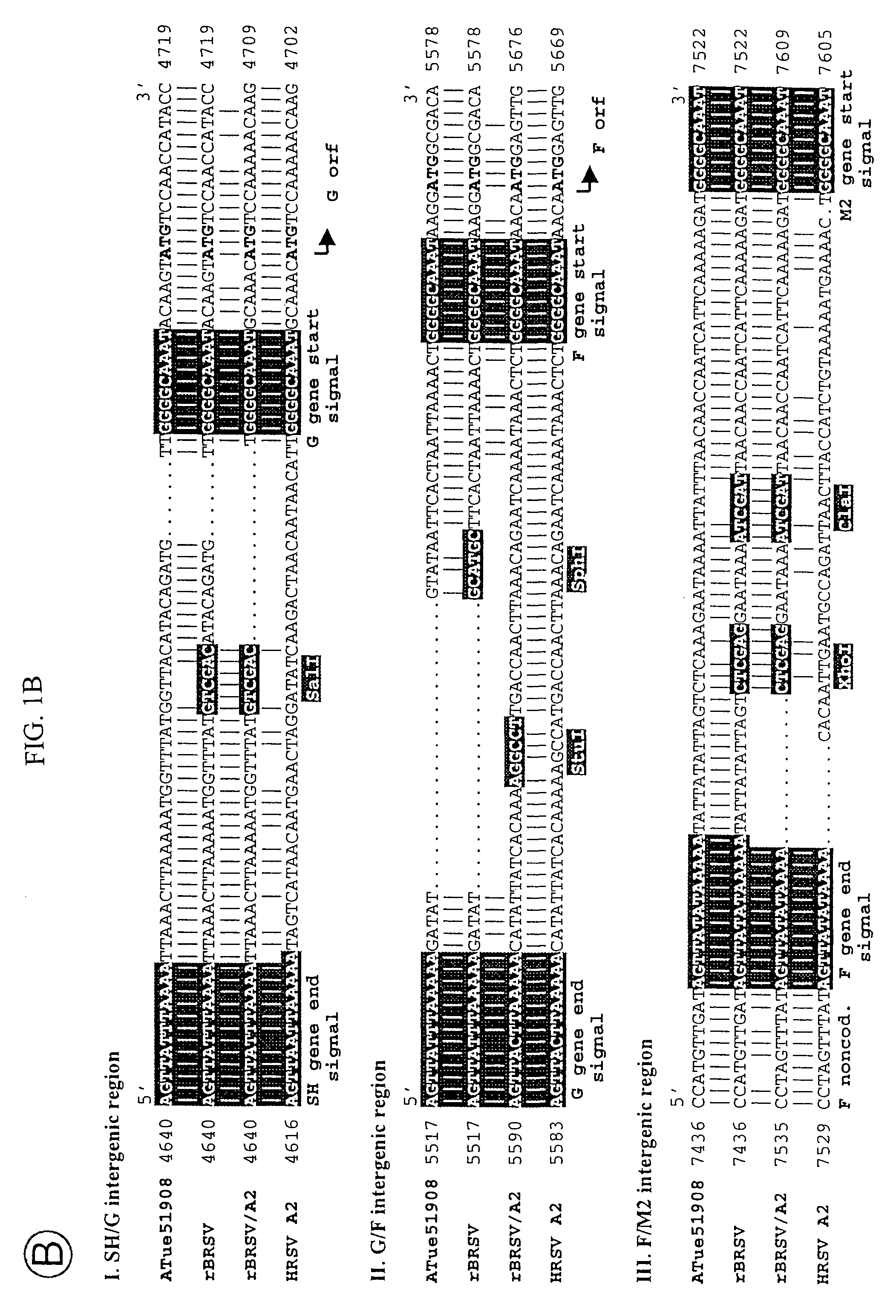 Production of attenuated, human-bovine chimeric respiratory syncytial viruses for use in immunogenic compositions