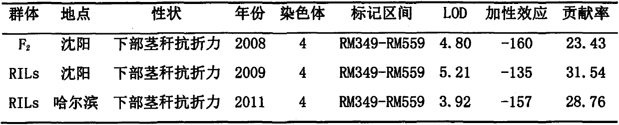 Molecular marker of paddy-rice stalk-strengthening lodging-resistant gene prl4 and application of molecular marker