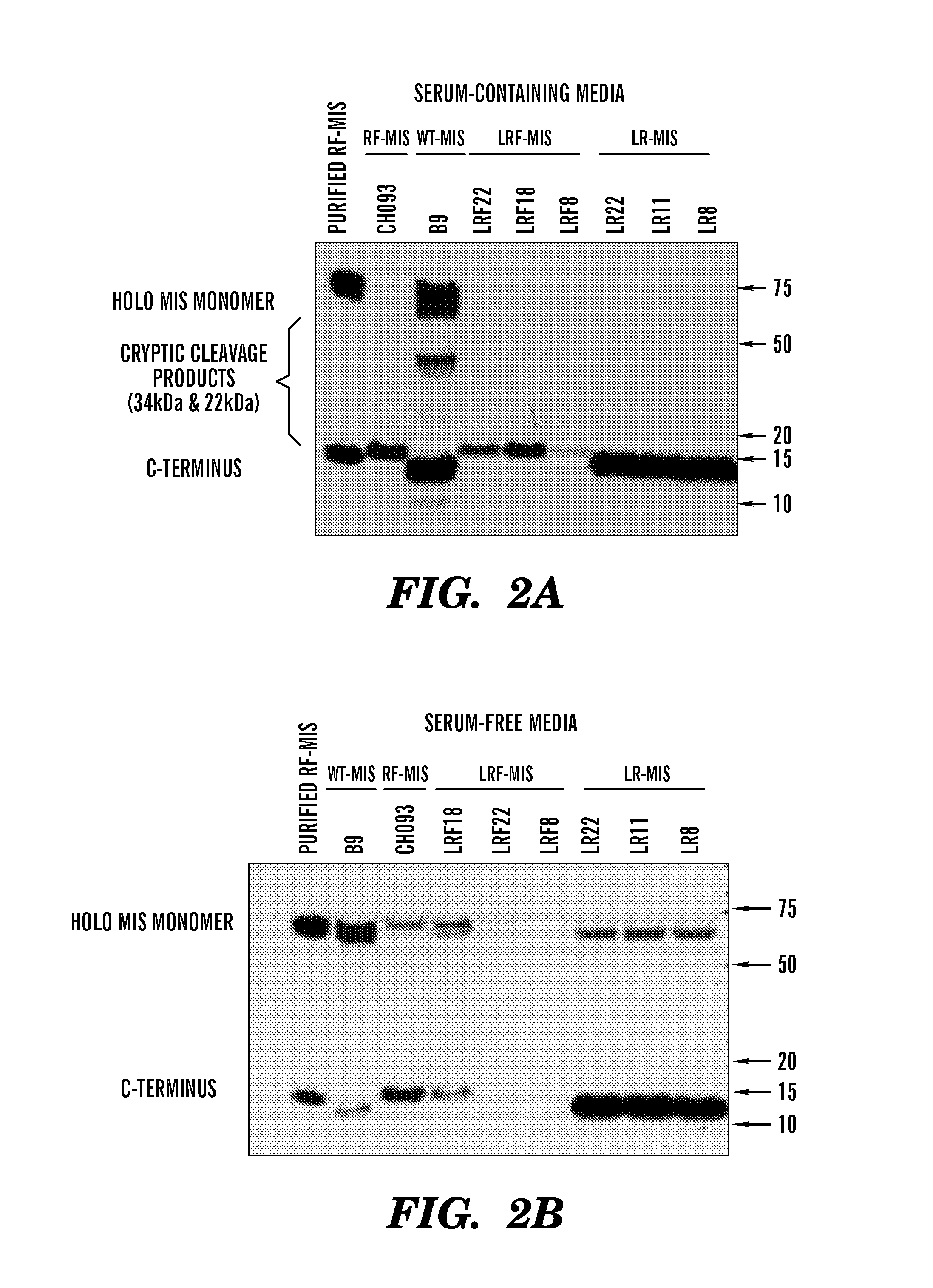 Uses of modified mullerian inhibiting substance (MIS) proteins for the treatment of neurodegenerative diseases