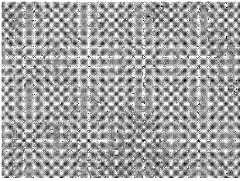 H1N1 subtype swine influenza virus and application thereof