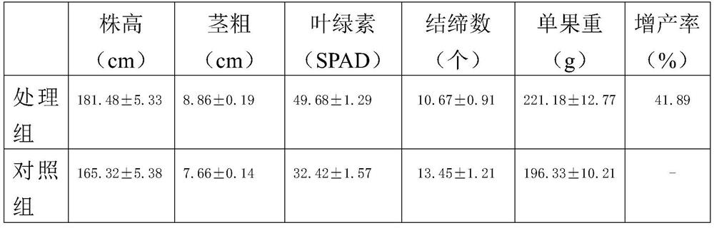 A kind of biocontrol bacteria and its application in the control of downy mildew of crops