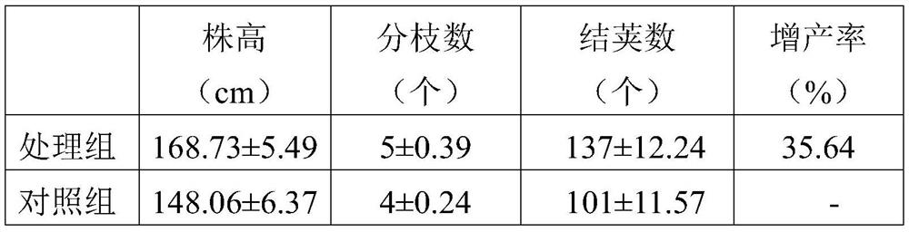 A kind of biocontrol bacteria and its application in the control of downy mildew of crops