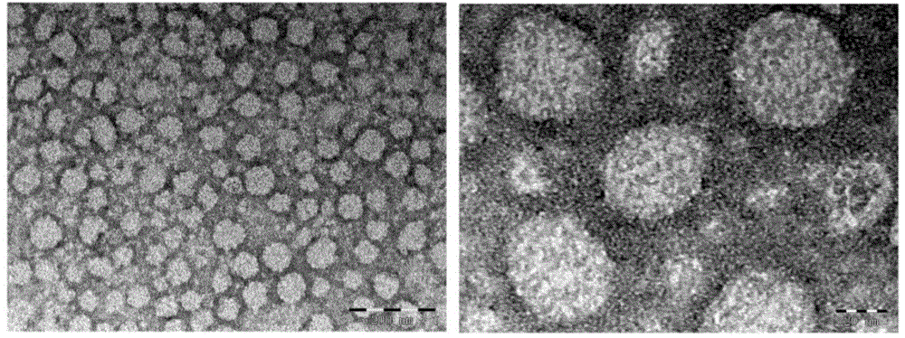 Targeted tumor associated fibroblast liposome drug delivery system