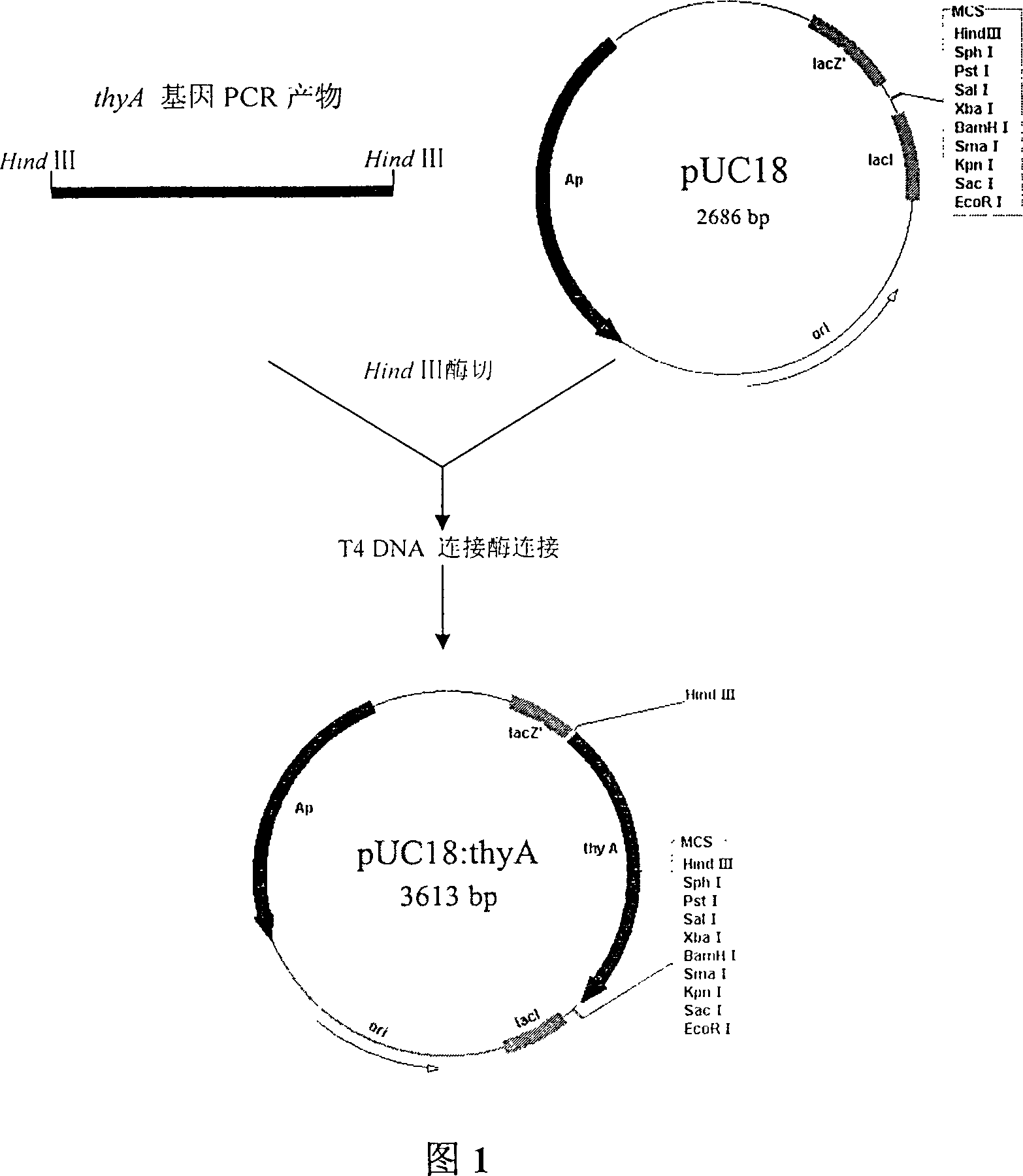 Food grade carrier of lactic galactococcus