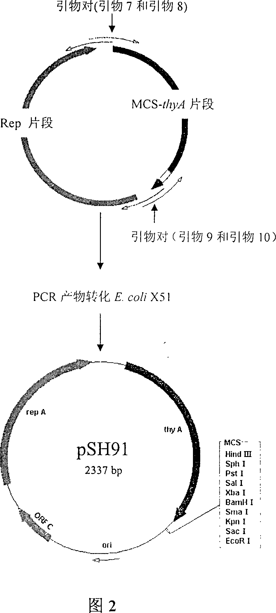 Food grade carrier of lactic galactococcus