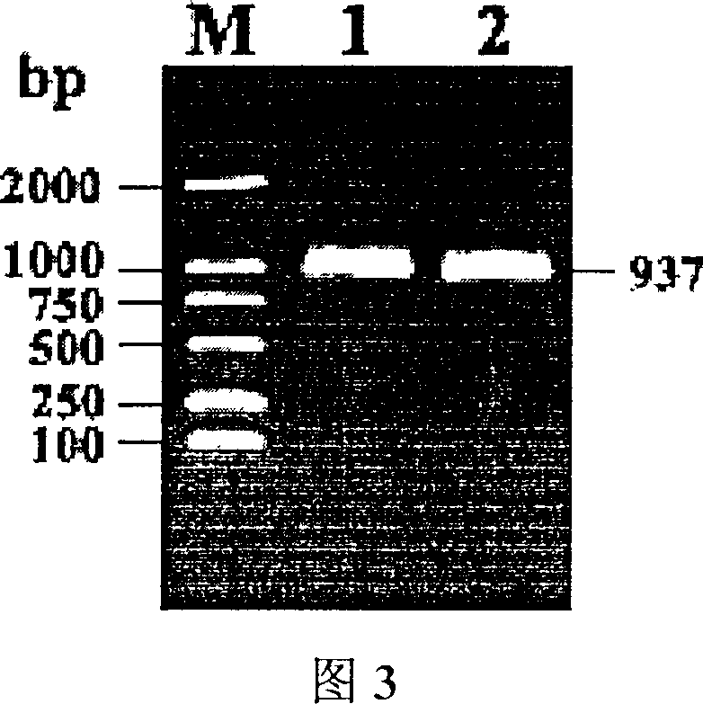 Food grade carrier of lactic galactococcus