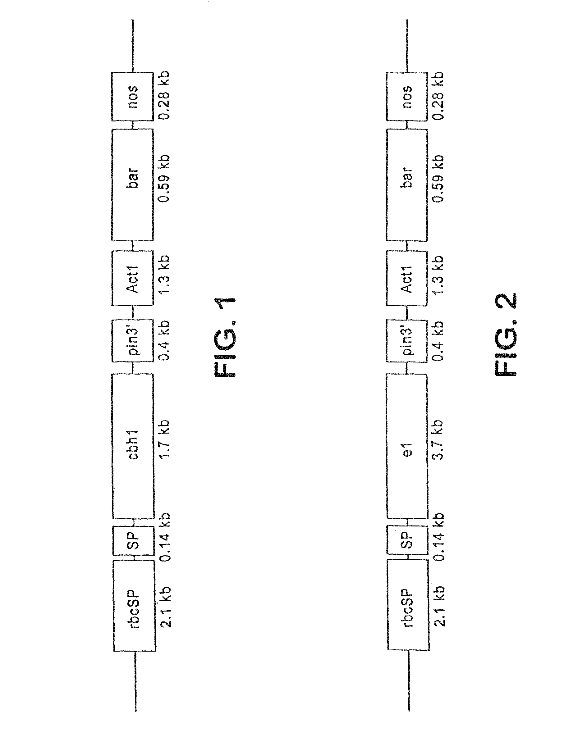 Transgenic cover plants containing hemicellulase and cellulase which degrade lignin and cellulose to fermentable sugars