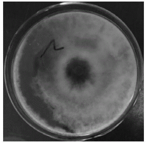 Polyaminopropyl-biguanide-containing preservative used for control of orange stem-end rot, and preparation and applications of the preservative