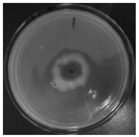 Polyaminopropyl-biguanide-containing preservative used for control of orange stem-end rot, and preparation and applications of the preservative