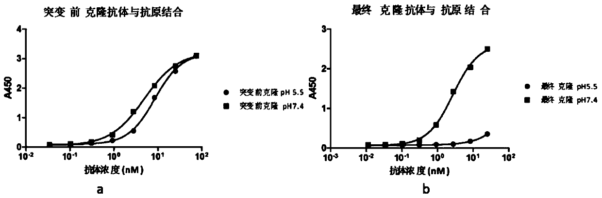 Rapid modification and screening method for antibody pH-dependent binding activity