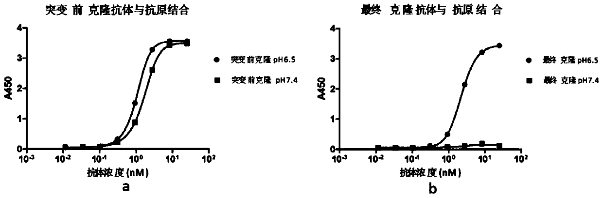 Rapid modification and screening method for antibody pH-dependent binding activity