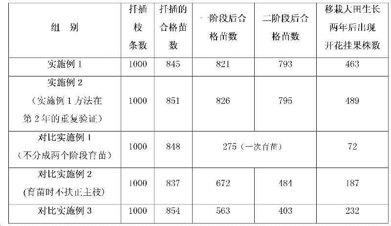 Method for raising seedlings of olive oil cuttings