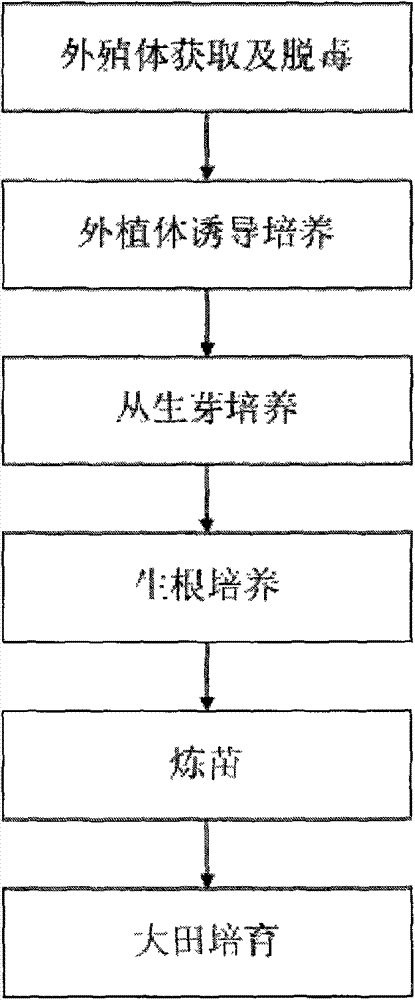 Method for rapidly breeding large cherry Gisela