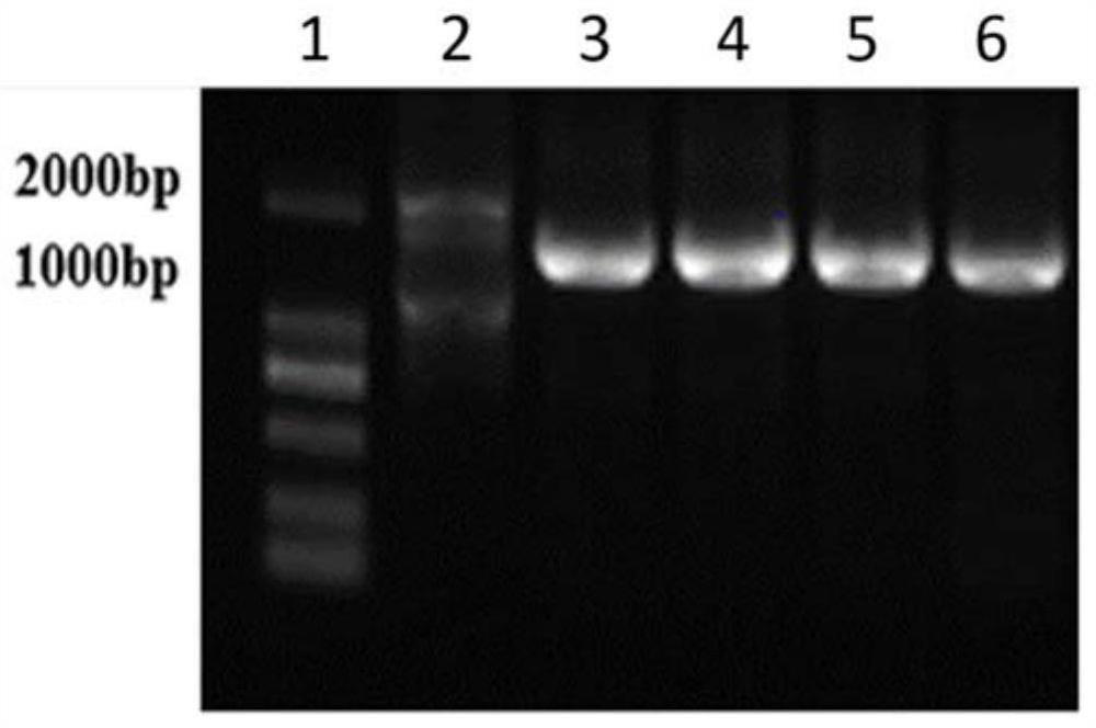 Fusion protein, vaccine containing fusion protein and application of fusion protein