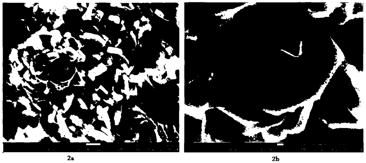 CeO2/CuO (cerium oxide/copper oxide) heterojunction composite oxide and preparation method and application thereof