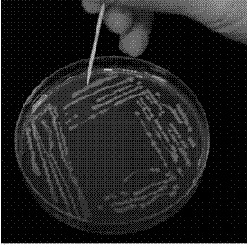 Method for pierce-inoculating geminivirus infectious clone-containing solid colony to plant, and application thereof