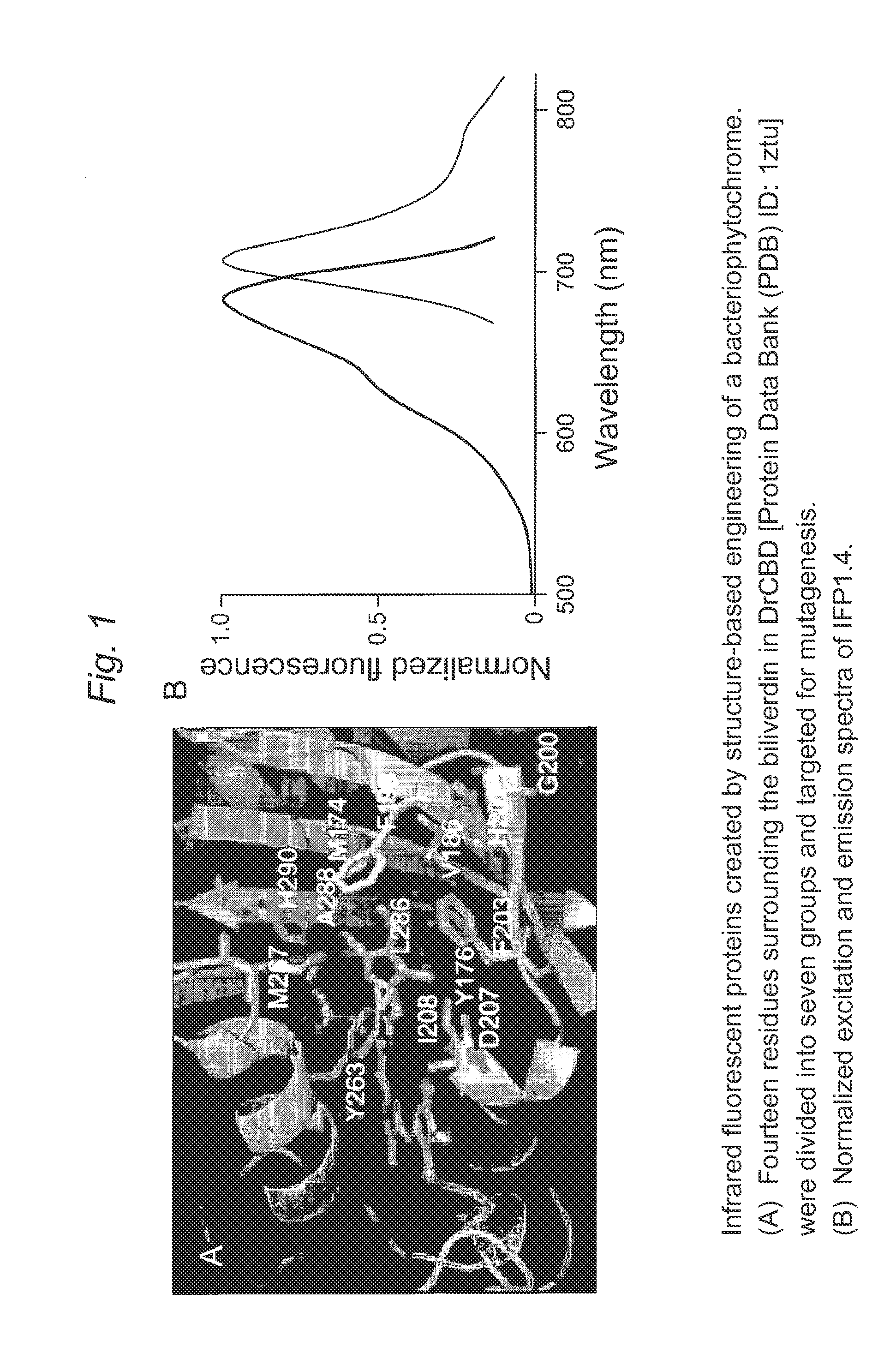 Proteins that fluoresce at infrared wavelengths or generate singlet oxygen upon illumination