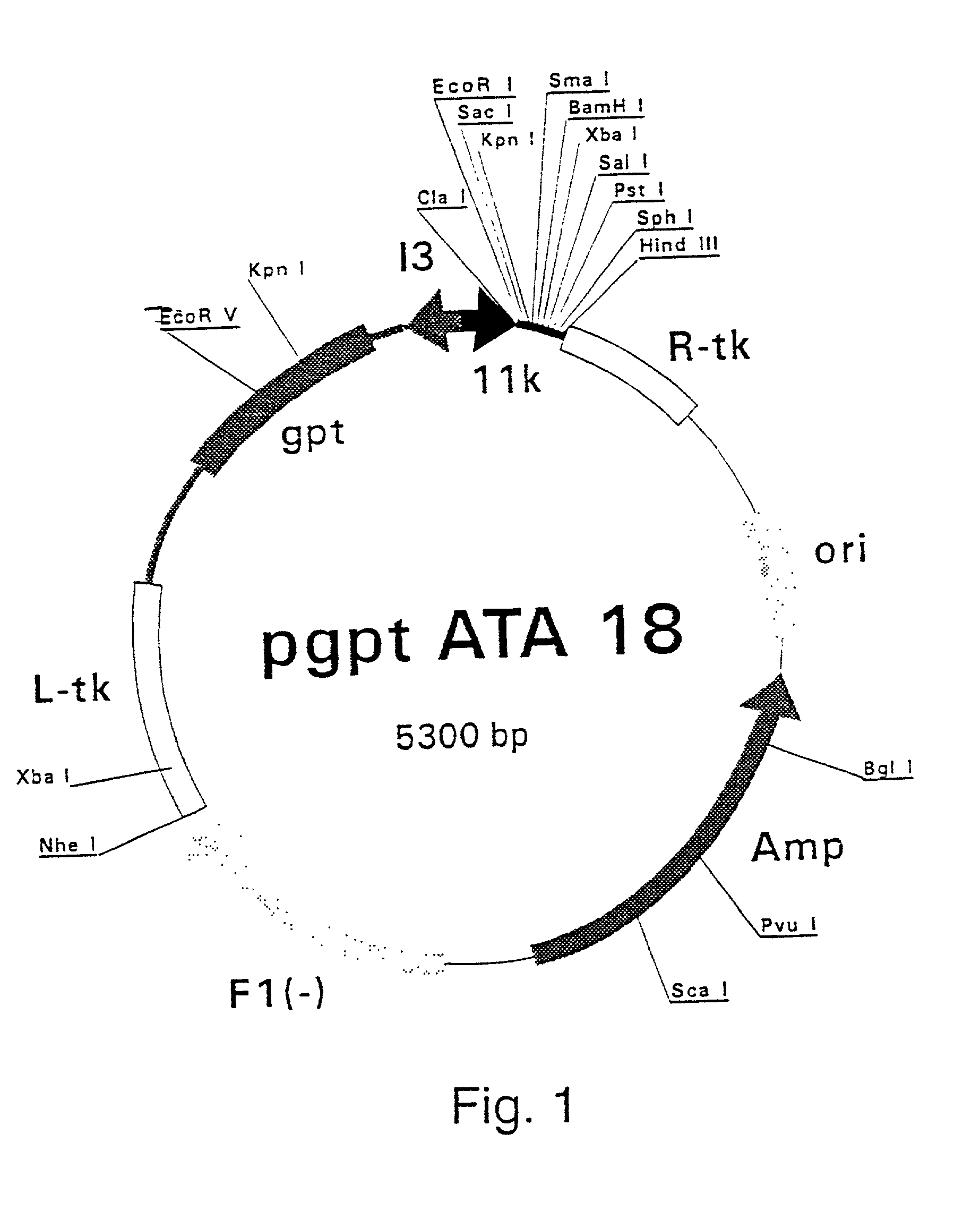 Purified hepatitis C virus envelope proteins for diagnostic and therapeutic use