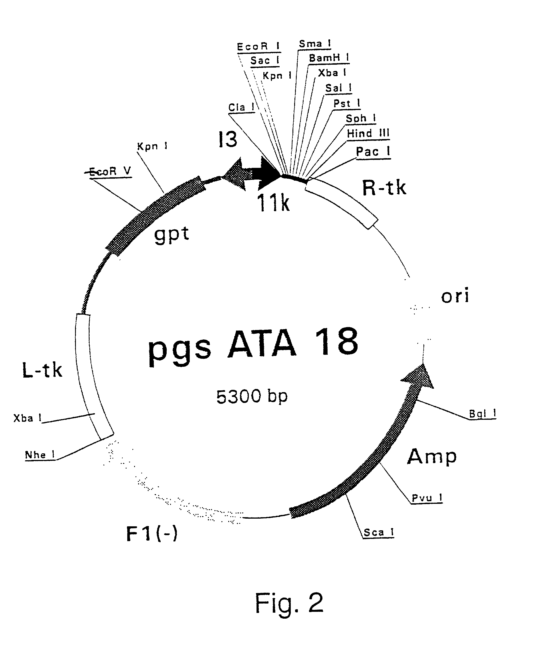 Purified hepatitis C virus envelope proteins for diagnostic and therapeutic use