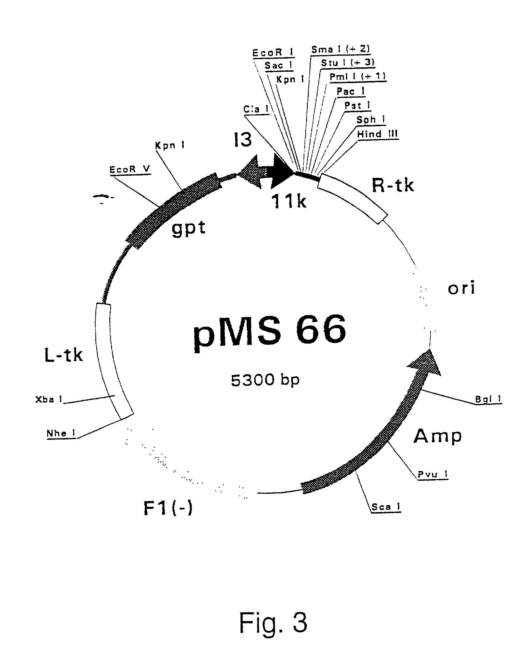 Purified hepatitis C virus envelope proteins for diagnostic and therapeutic use