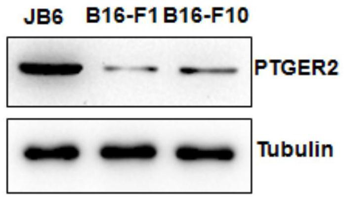 Malignant melanoma biomarker PTGER2 and application thereof