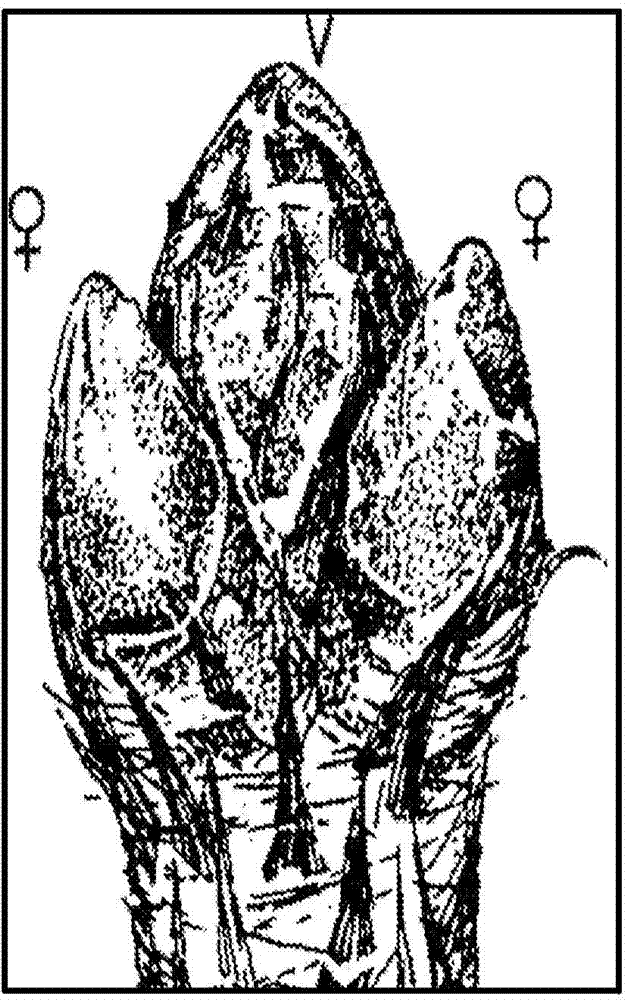 Methods for modulating strobili development in gymnosperm trees