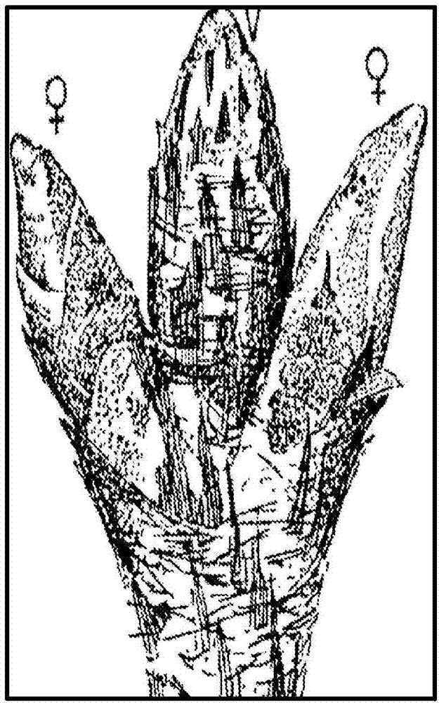 Methods for modulating strobili development in gymnosperm trees