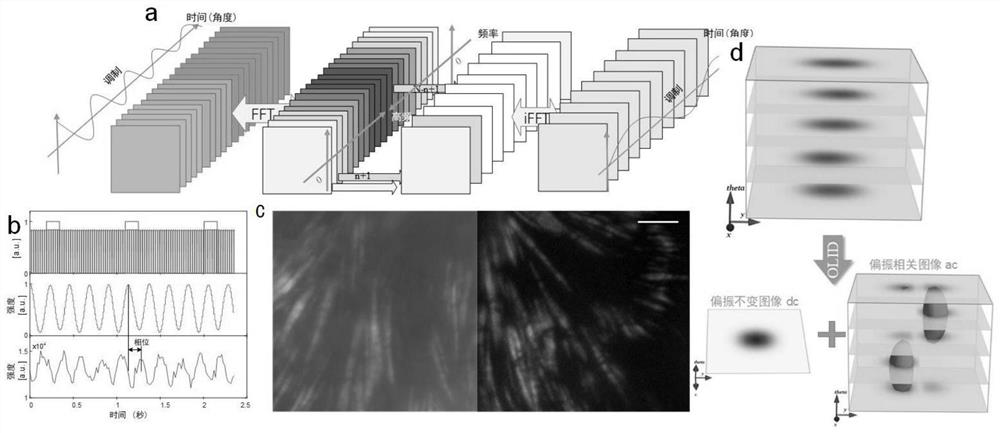 System and method for carrying out polarization super-resolution imaging on fluorescence anisotropy