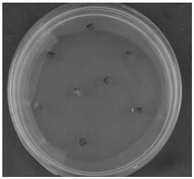 Method for directly inducing plant regeneration by using Vernicia fordii hypocotyl as explant