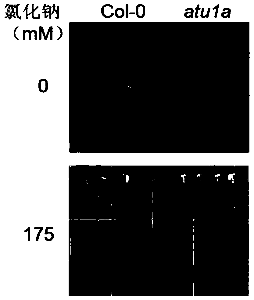 Application of Arabidopsis u1a Gene in Improving Plant Salt Tolerance