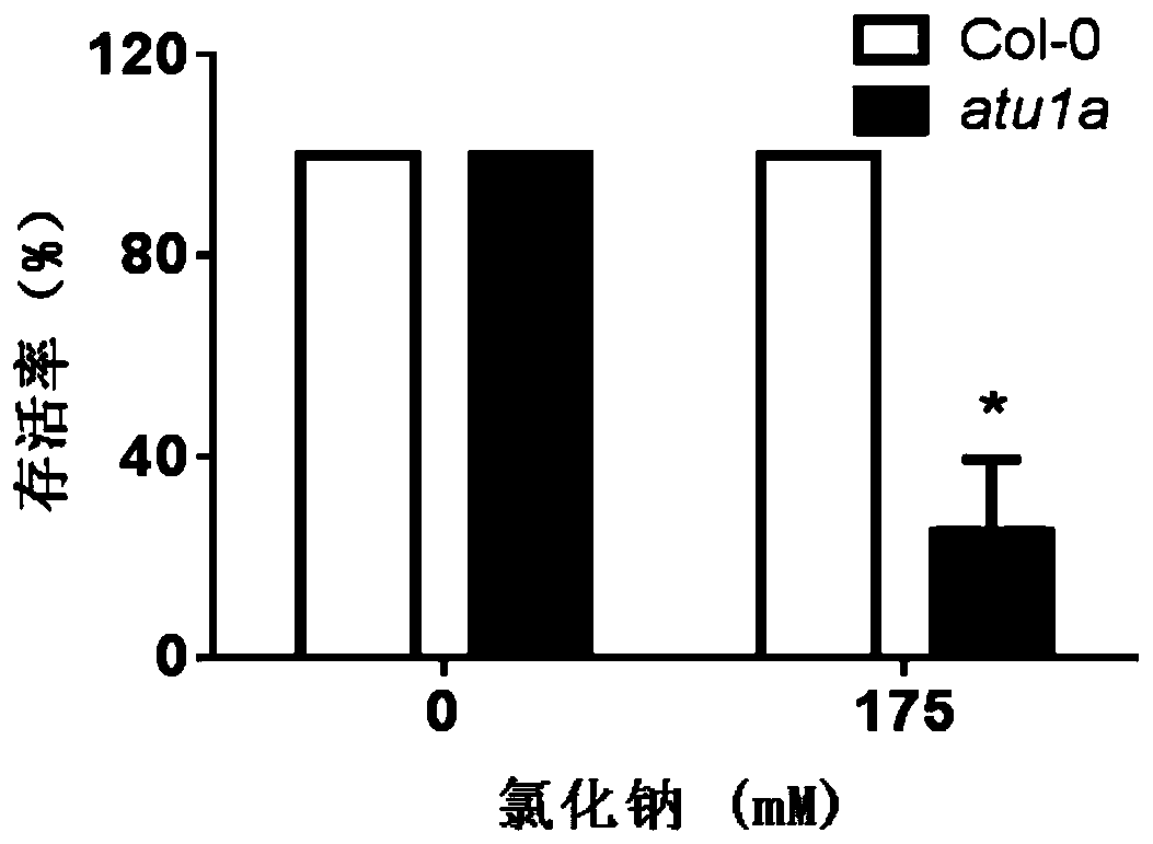 Application of Arabidopsis u1a Gene in Improving Plant Salt Tolerance