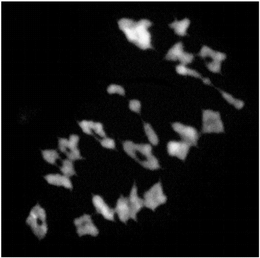 Multi-color in-situ hybridization method for rapidly analyzing and detecting triticeae plant chromosome configuration