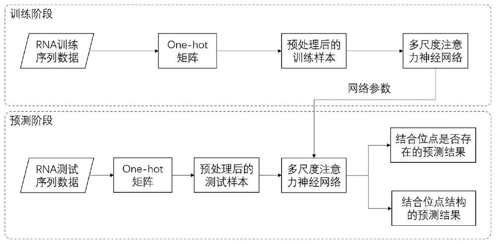 RNA binding protein prediction method and device based on multi-scale attention convolutional neural network