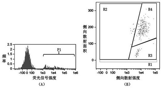 Specific probe for detecting hemocyanin gene expression of eriocheir sinensis and application of specific probe