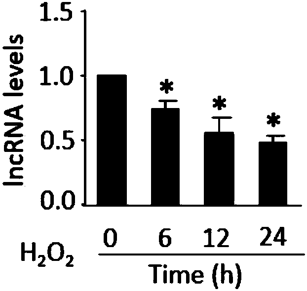 Application of LncRNA (long non-coding RNA) and medicine using same