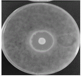 Pantoea agglomerans and application thereof