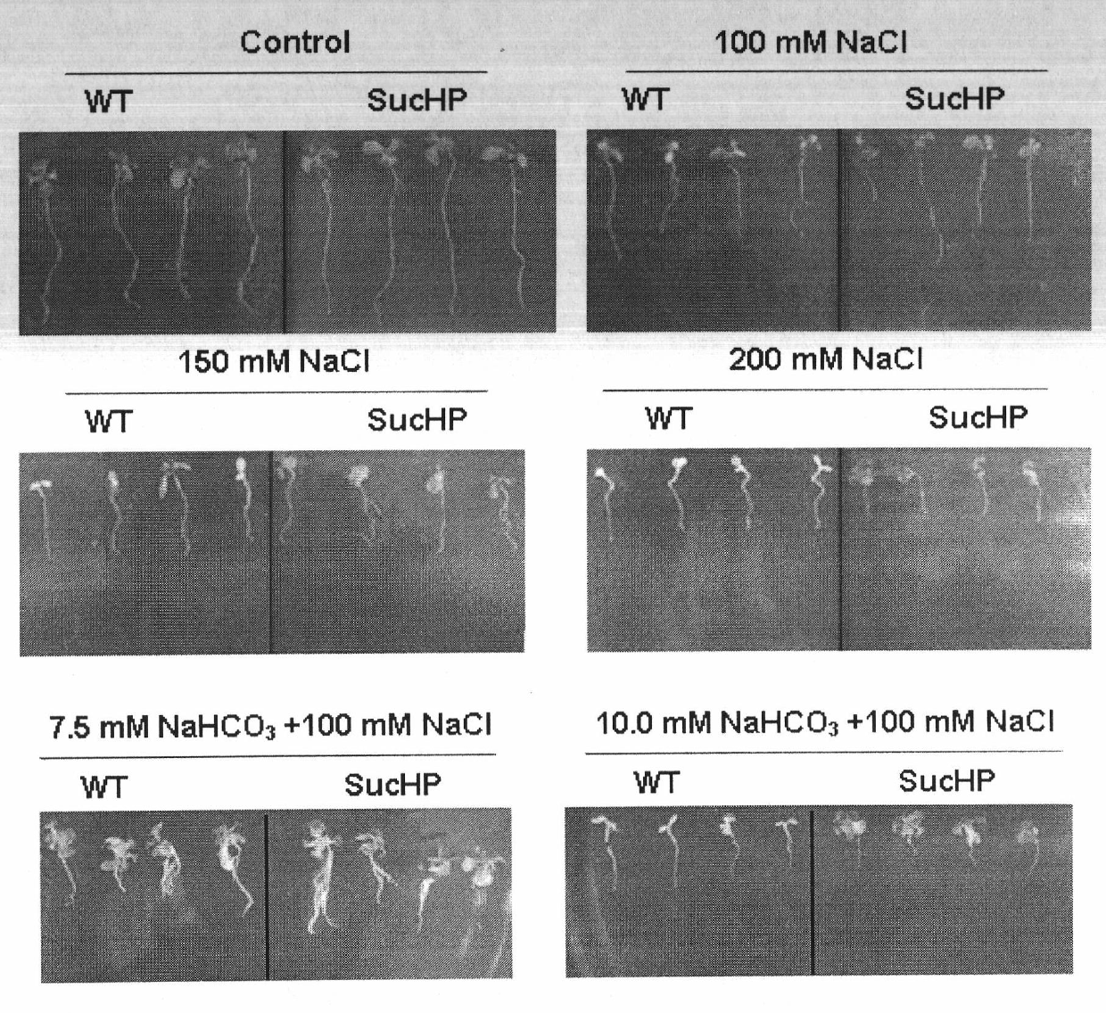 Plant high-pH saline-alkaline tolerance gene SucHP and application thereof