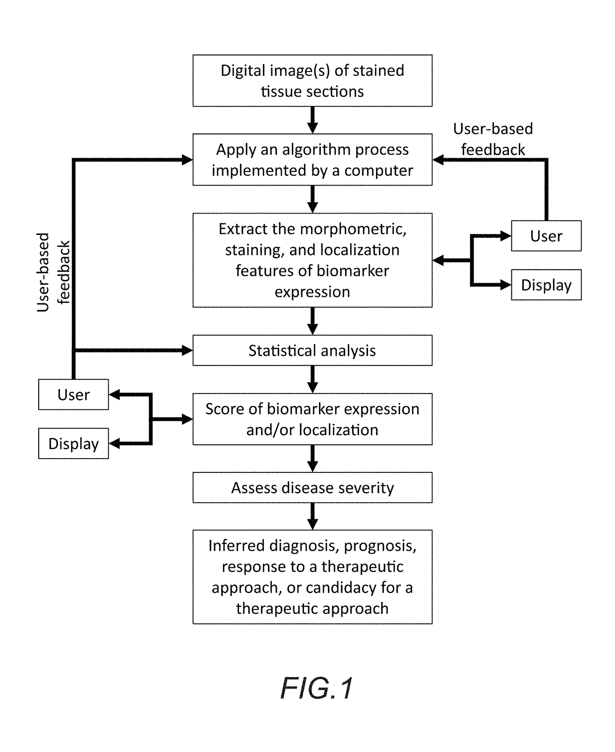 Methods for quantitative assessment of mononuclear cells in muscle tissue sections