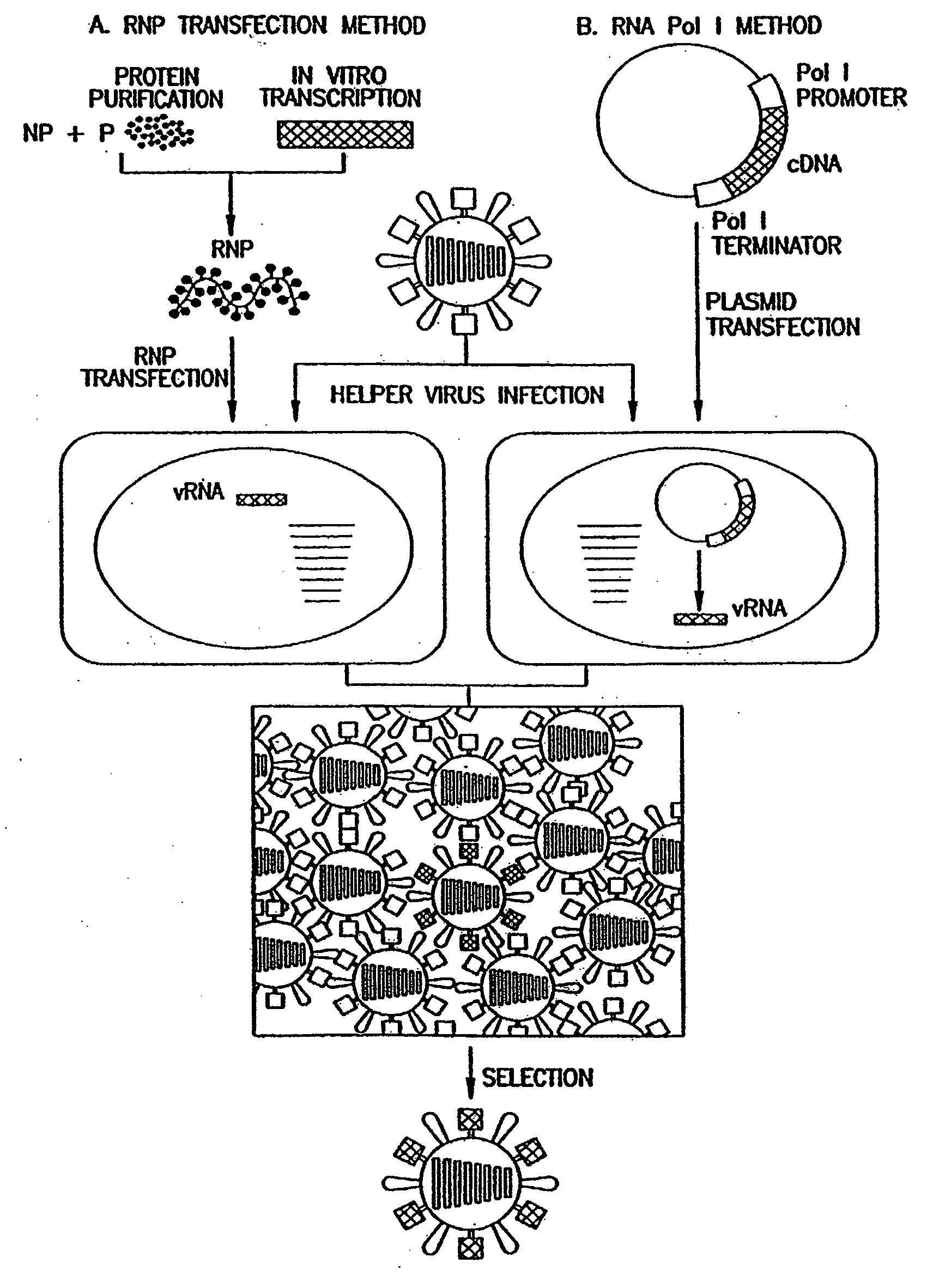 Recombinant influenza viruses for vaccines and gene therapy