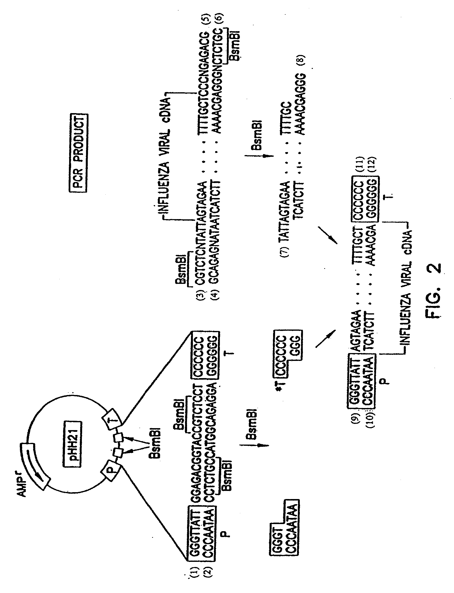 Recombinant influenza viruses for vaccines and gene therapy