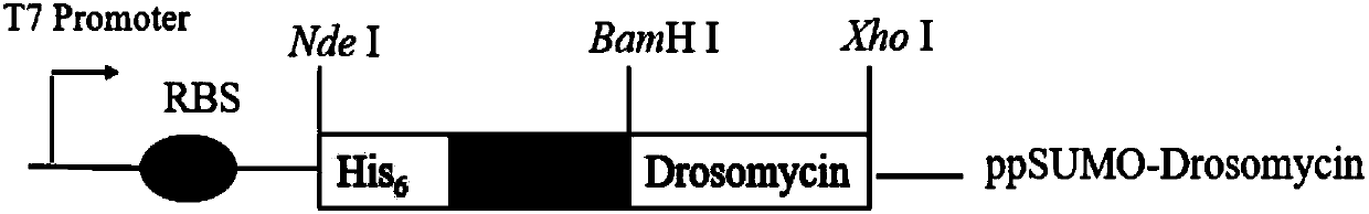 Antifungal peptide Drosomycin, preparation method and application thereof