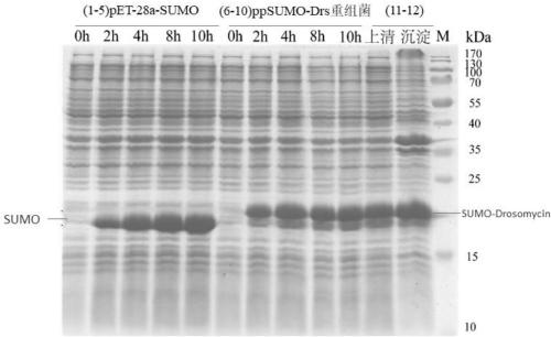 Antifungal peptide Drosomycin, preparation method and application thereof